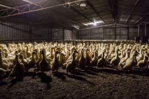 Australian duck farming - Captured at Golden Duck Farm, New Gisborne VIC Australia.