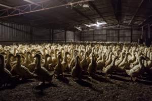 Australian duck farming - Captured at Golden Duck Farm, New Gisborne VIC Australia.