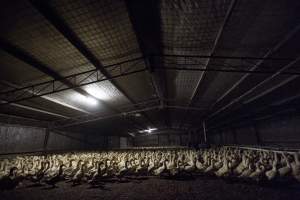 Australian duck farming - Captured at Golden Duck Farm, New Gisborne VIC Australia.