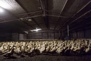 Australian duck farming - Captured at Golden Duck Farm, New Gisborne VIC Australia.