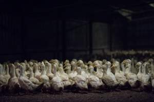 Australian duck farming - Captured at Golden Duck Farm, New Gisborne VIC Australia.