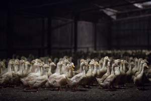 Australian duck farming, 2017