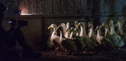 Australian duck farming - Captured at Golden Duck Farm, New Gisborne VIC Australia.