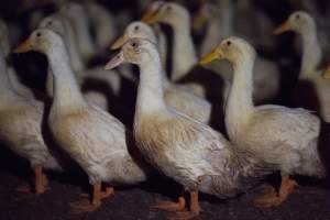 Australian duck farming - Captured at Golden Duck Farm, New Gisborne VIC Australia.