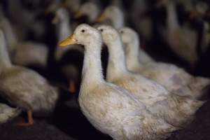 Australian duck farming - Captured at Golden Duck Farm, New Gisborne VIC Australia.