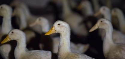 Australian duck farming - Captured at Golden Duck Farm, New Gisborne VIC Australia.