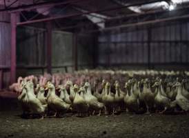 Australian duck farming - Captured at Golden Duck Farm, New Gisborne VIC Australia.