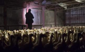 Australian duck farming - Captured at Golden Duck Farm, New Gisborne VIC Australia.