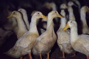 Australian duck farming - Captured at Golden Duck Farm, New Gisborne VIC Australia.