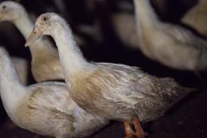 Australian duck farming - Captured at Golden Duck Farm, New Gisborne VIC Australia.