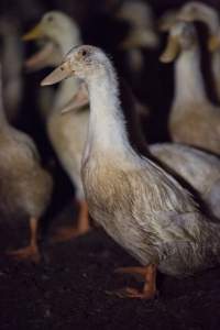 Australian duck farming, 2017