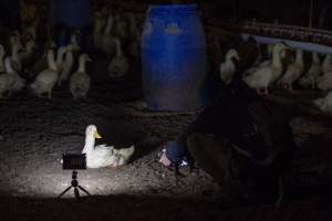 Australian duck farming - Captured at Golden Duck Farm, New Gisborne VIC Australia.