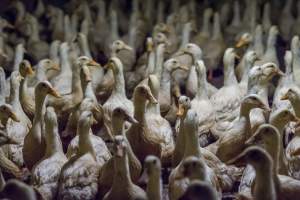 Australian duck farming - Captured at Golden Duck Farm, New Gisborne VIC Australia.