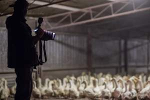 Australian duck farming - Captured at Golden Duck Farm, New Gisborne VIC Australia.