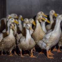 Australian duck farming, 2017