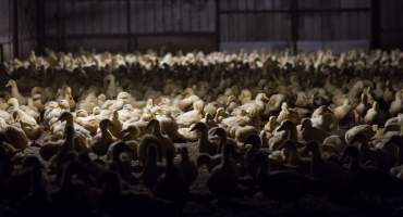 Australian duck farming - Captured at Golden Duck Farm, New Gisborne VIC Australia.