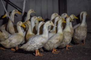 Australian duck farming - Captured at Golden Duck Farm, New Gisborne VIC Australia.