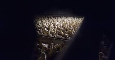 Australian duck farming - Captured at Golden Duck Farm, New Gisborne VIC Australia.