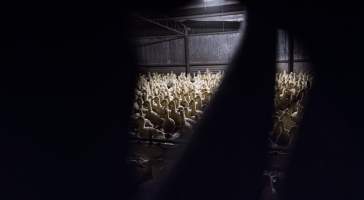 Australian duck farming - Captured at Golden Duck Farm, New Gisborne VIC Australia.