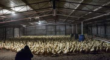 Australian duck farming - Captured at Golden Duck Farm, New Gisborne VIC Australia.