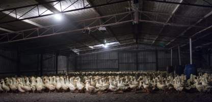 Australian duck farming - Captured at Golden Duck Farm, New Gisborne VIC Australia.