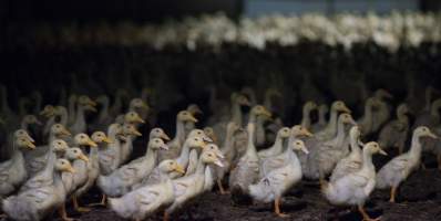 Australian duck farming - Captured at Golden Duck Farm, New Gisborne VIC Australia.