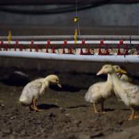 Australian duck farming - Captured at Golden Duck Farm, New Gisborne VIC Australia.