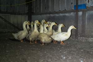 Australian duck farming - Captured at Golden Duck Farm, New Gisborne VIC Australia.