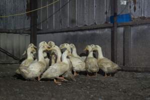 Australian duck farming - Captured at Golden Duck Farm, New Gisborne VIC Australia.