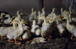 Australian duck farming - Captured at Golden Duck Farm, New Gisborne VIC Australia.