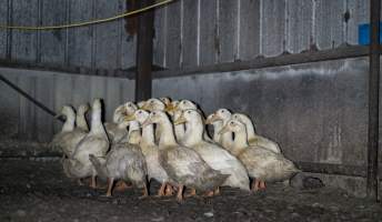 Australian duck farming - Captured at Golden Duck Farm, New Gisborne VIC Australia.