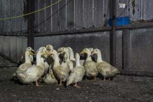 Australian duck farming - Captured at Golden Duck Farm, New Gisborne VIC Australia.