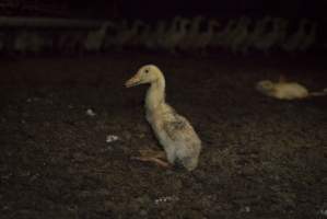 Australian duck farming - Captured at Golden Duck Farm, New Gisborne VIC Australia.