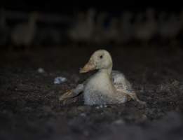 Australian duck farming - Captured at Golden Duck Farm, New Gisborne VIC Australia.