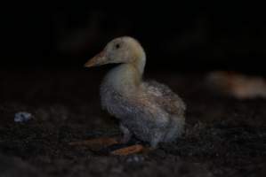 Australian duck farming - Captured at Golden Duck Farm, New Gisborne VIC Australia.