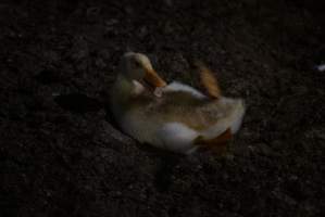 Australian duck farming - Captured at Golden Duck Farm, New Gisborne VIC Australia.