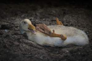 Australian duck farming - Captured at Golden Duck Farm, New Gisborne VIC Australia.