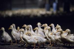 Australian duck farming - Captured at Golden Duck Farm, New Gisborne VIC Australia.