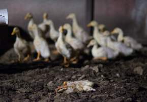 Australian duck farming - Captured at Golden Duck Farm, New Gisborne VIC Australia.