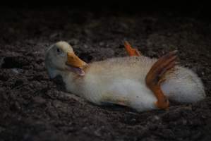 Australian duck farming, 2017