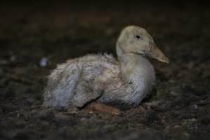 Australian duck farming - Captured at Golden Duck Farm, New Gisborne VIC Australia.