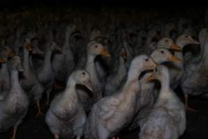 Australian duck farming - Captured at Golden Duck Farm, New Gisborne VIC Australia.