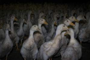 Australian duck farming - Captured at Golden Duck Farm, New Gisborne VIC Australia.