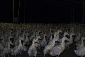 Australian duck farming - Captured at Golden Duck Farm, New Gisborne VIC Australia.