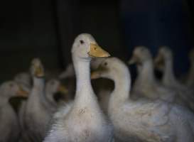 Australian duck farming - Captured at Golden Duck Farm, New Gisborne VIC Australia.