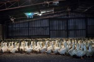 Australian duck farming - Captured at Golden Duck Farm, New Gisborne VIC Australia.