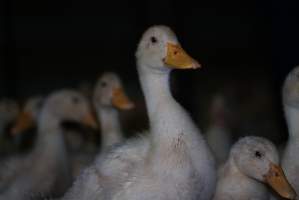 Australian duck farming - Captured at Golden Duck Farm, New Gisborne VIC Australia.