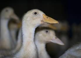 Australian duck farming - Captured at Golden Duck Farm, New Gisborne VIC Australia.