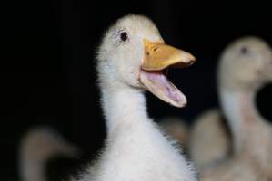 Australian duck farming - Captured at Golden Duck Farm, New Gisborne VIC Australia.