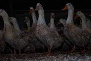 Australian duck farming - Captured at Golden Duck Farm, New Gisborne VIC Australia.